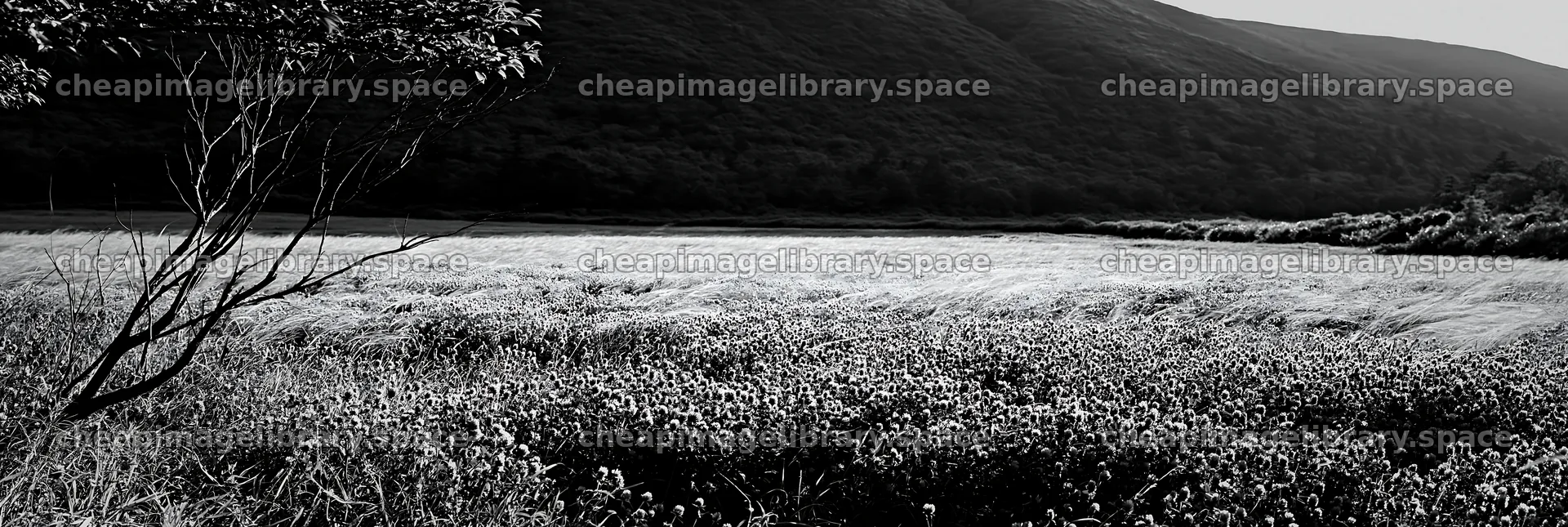 Yamagata rewilded meadow fallen branch foreground – image library 13690x4602