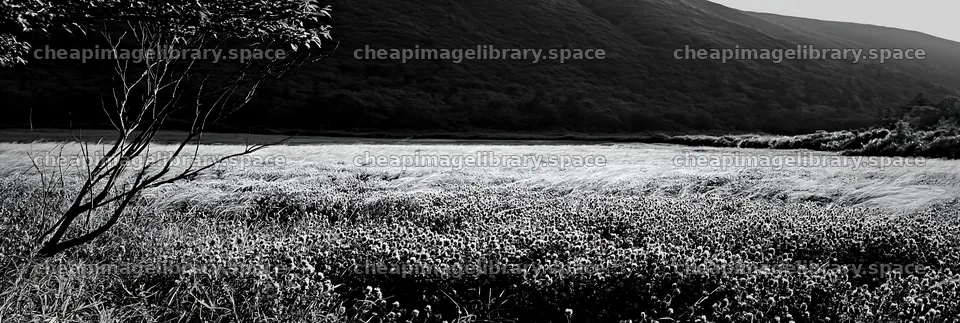 Yamagata rewilded meadow fallen branch foreground – image library 13690x4602