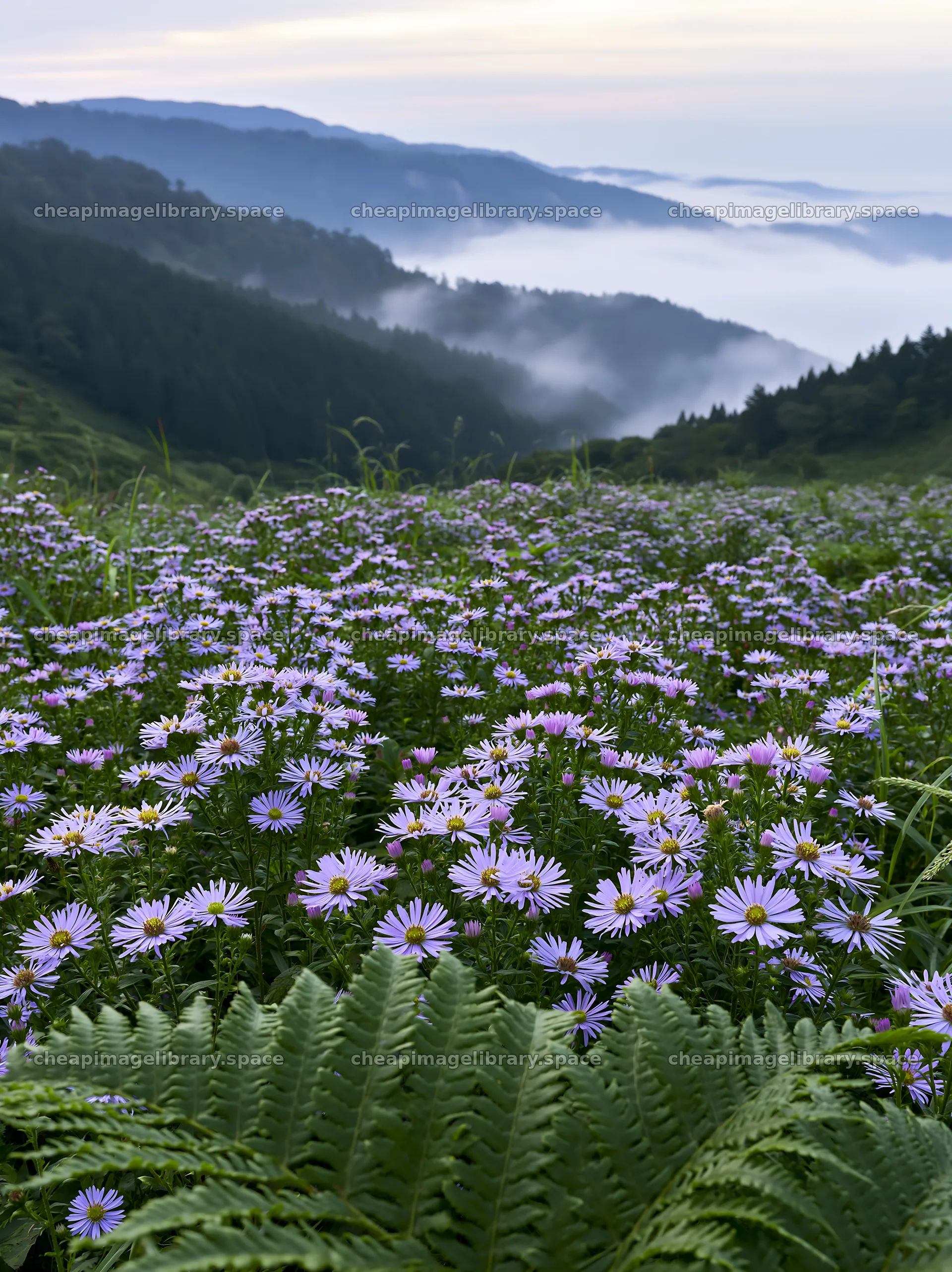 Tokushima mountain meadow fern frond foreground with flowers – image library 6866x9174