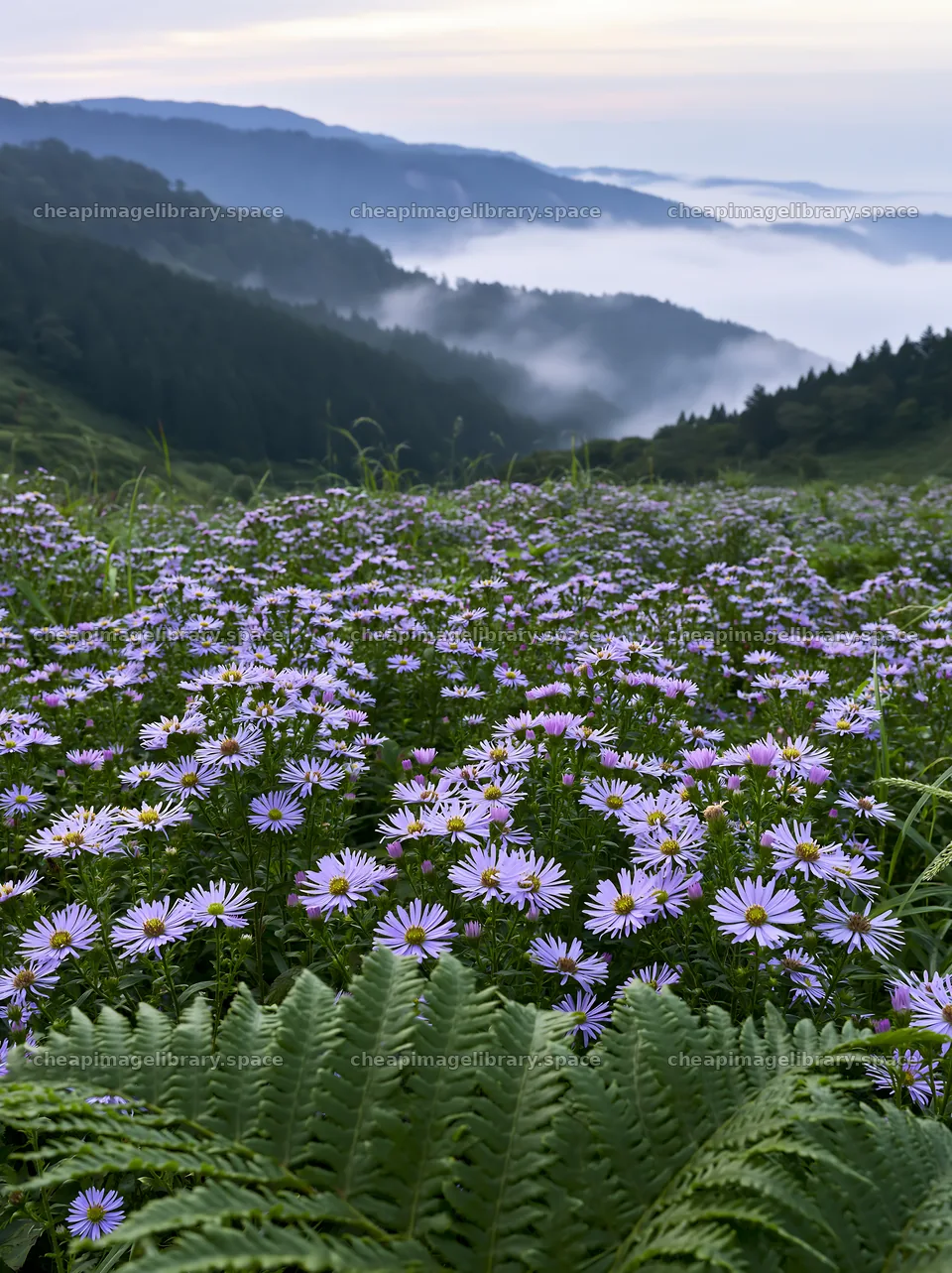 Tokushima mountain meadow fern frond foreground with flowers – image library 6866x9174