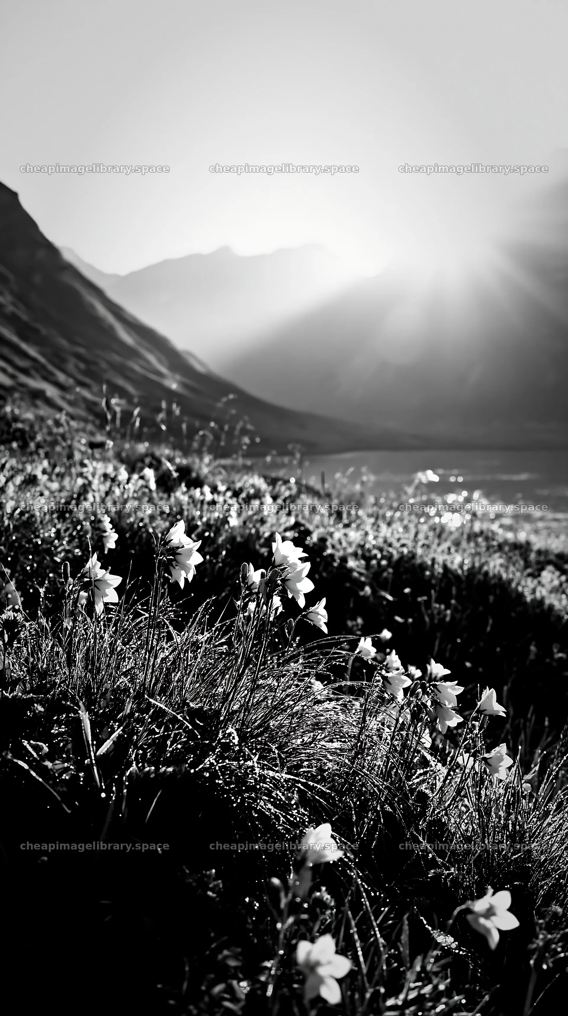 Swiss meadow beside alpine lake in sunlight – image library 5938x10608
