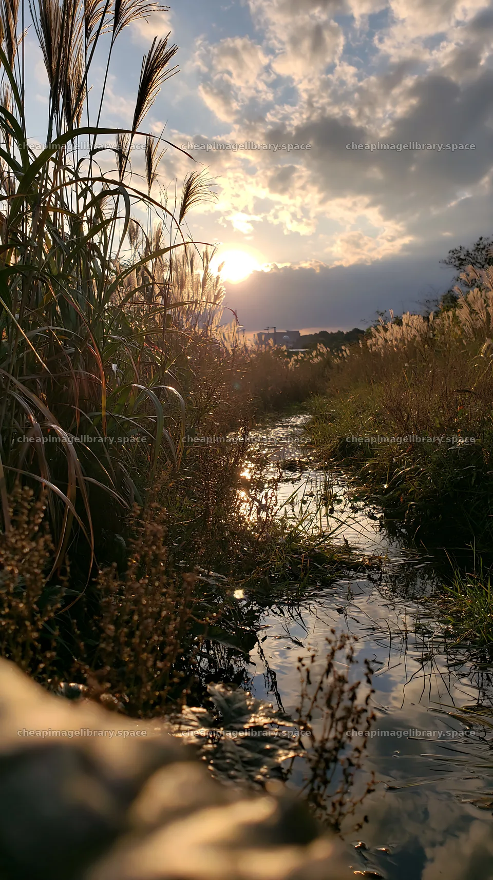 Tokyo urban biodiversity meadow with seedheads at sunset – image library 5938x10608
