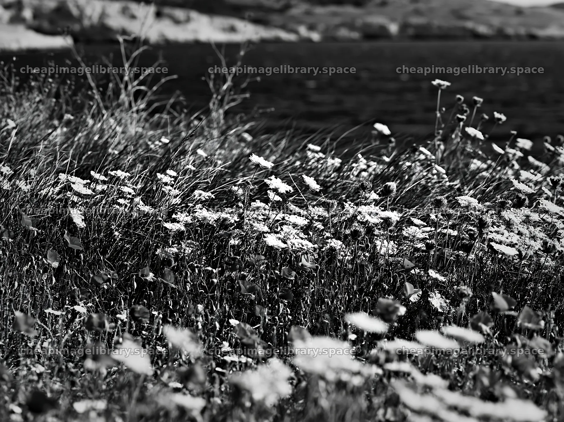 Clifftop meadow with flowers and grass near the water – image library 9174x6866