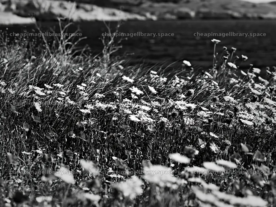 Clifftop meadow with flowers and grass near the water – image library 9174x6866