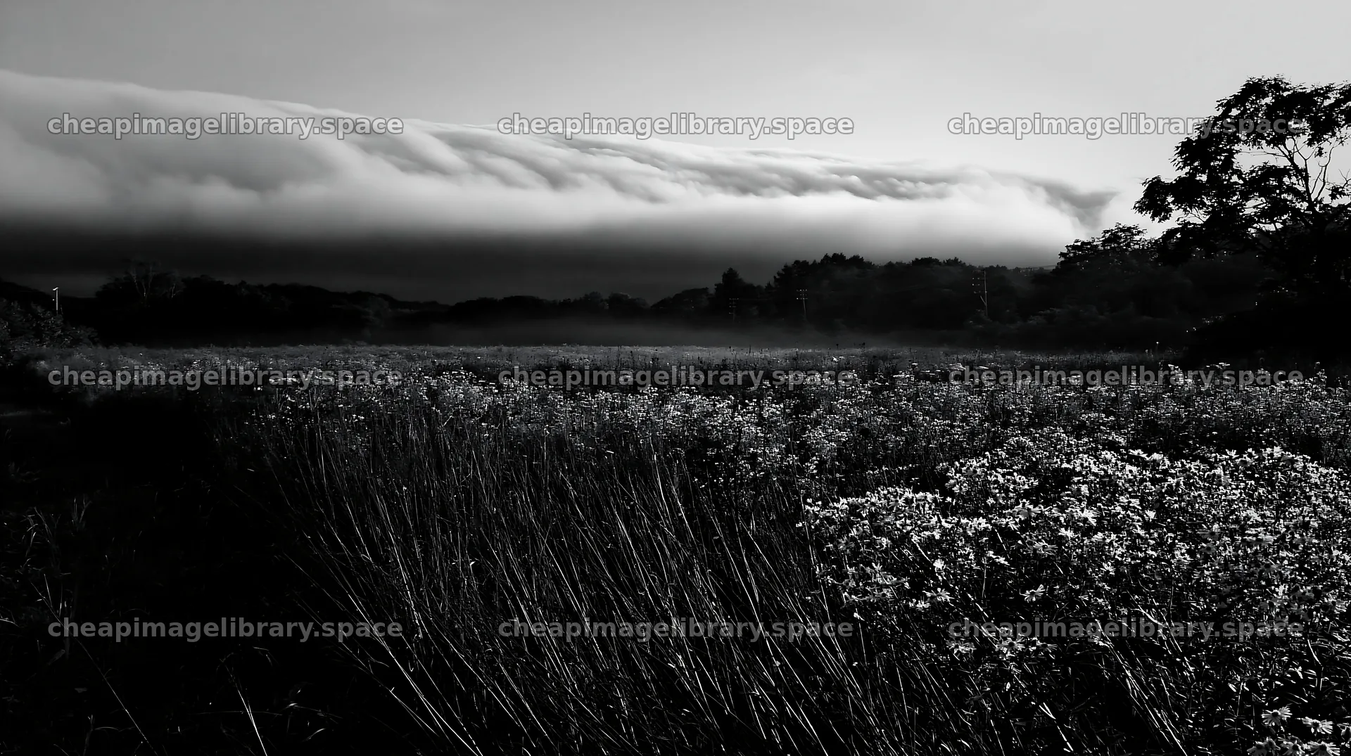 Expansive Hokkaido restoration meadow with dewdrops – image library 10608x5938