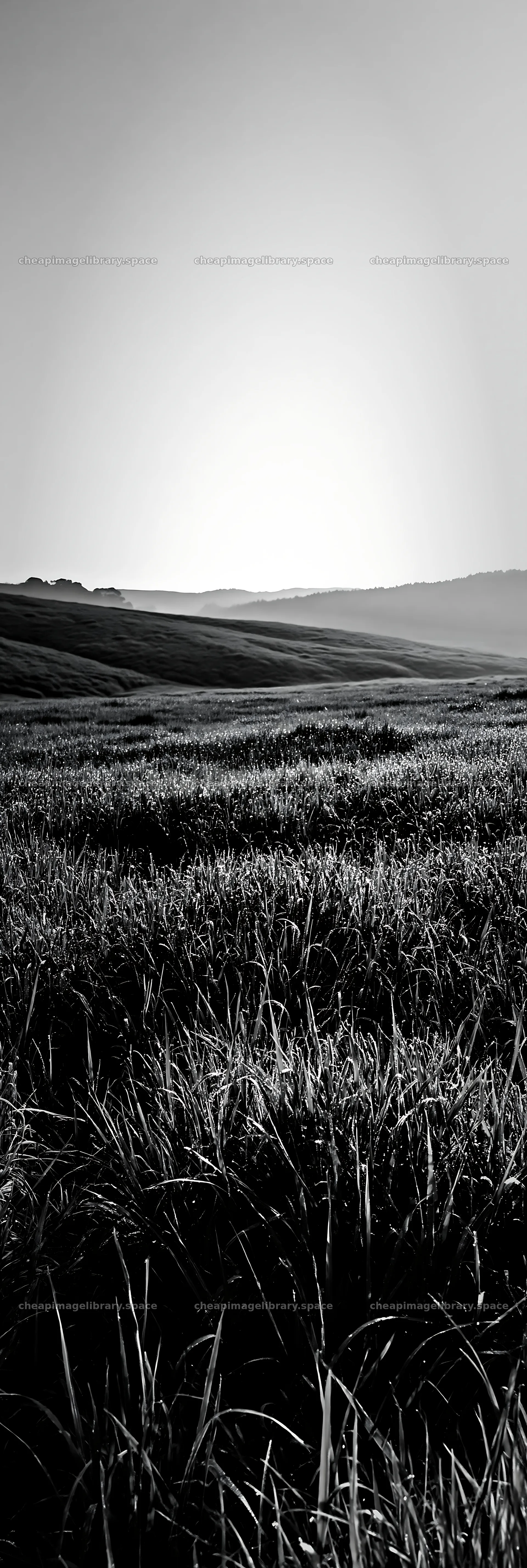 Miyazaki sunrise meadow dew covered sedges – image library 4602x13690