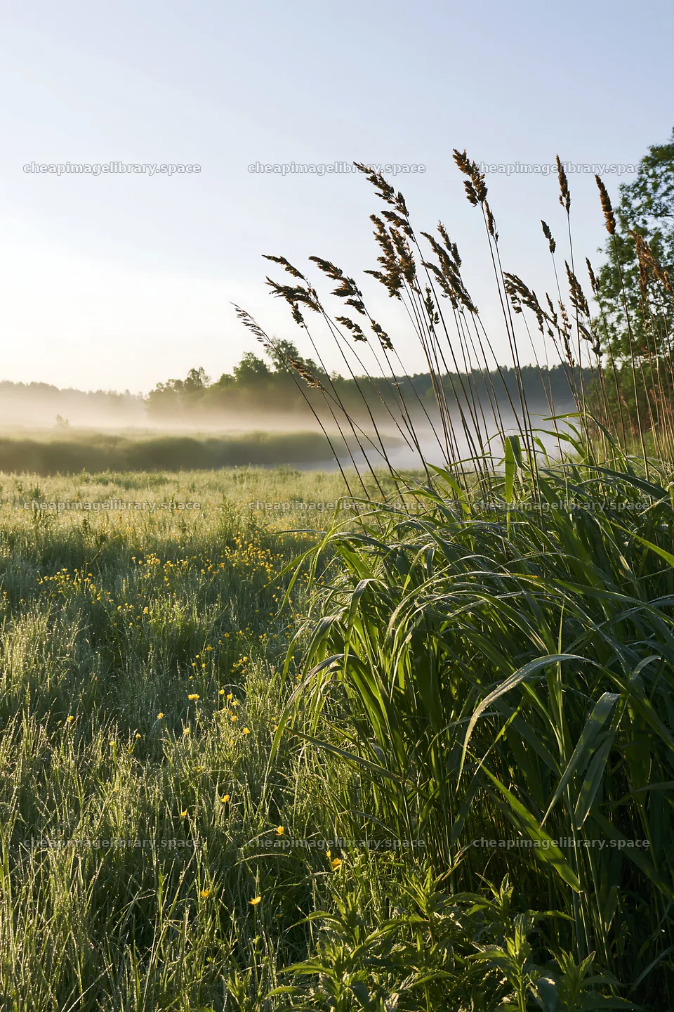 Saga floodplain meadow with reeds and mist in the background – image library 6480x9722