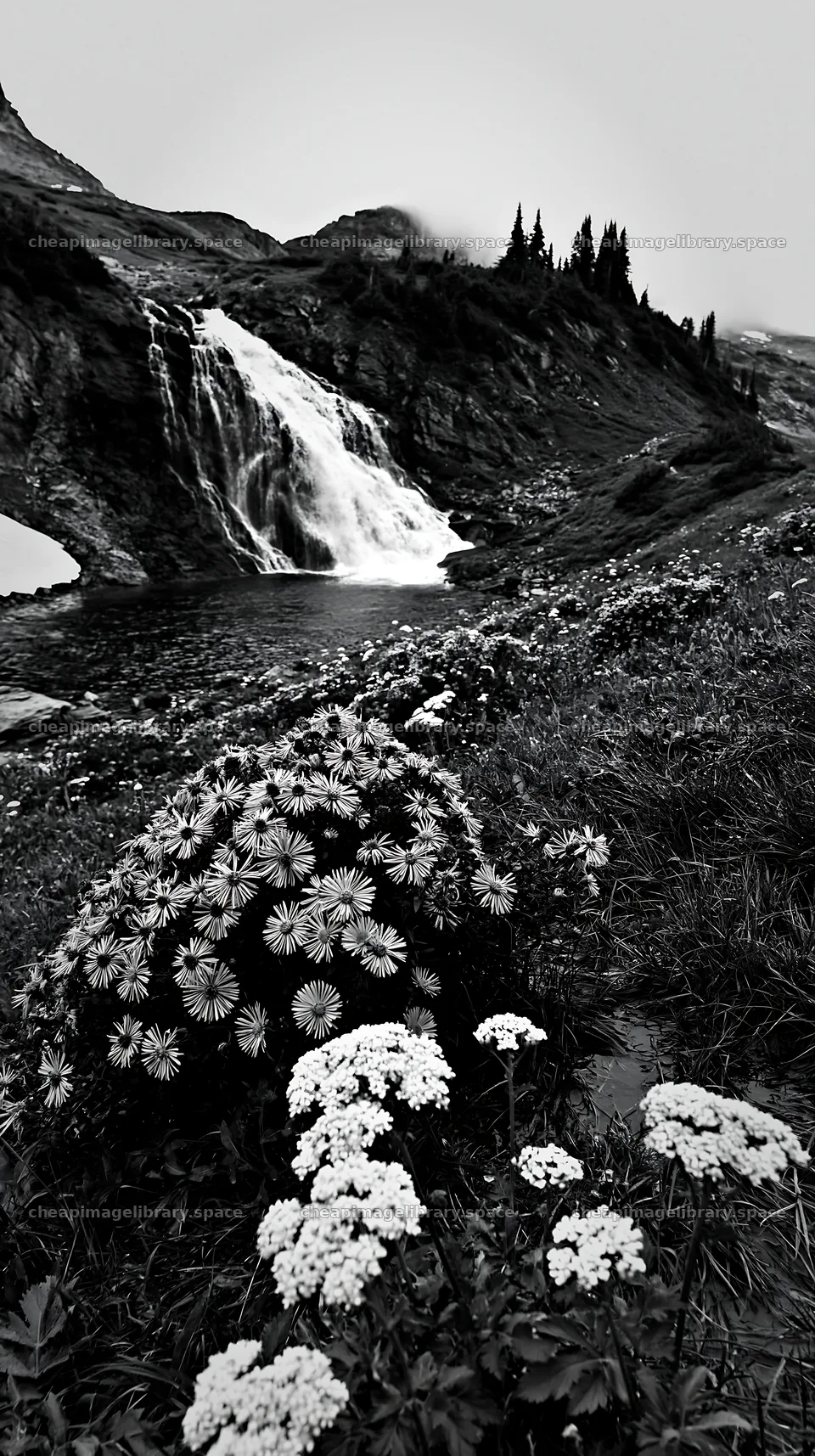 Alpine waterfall flowers in black and white landscape – image library 5938x10608