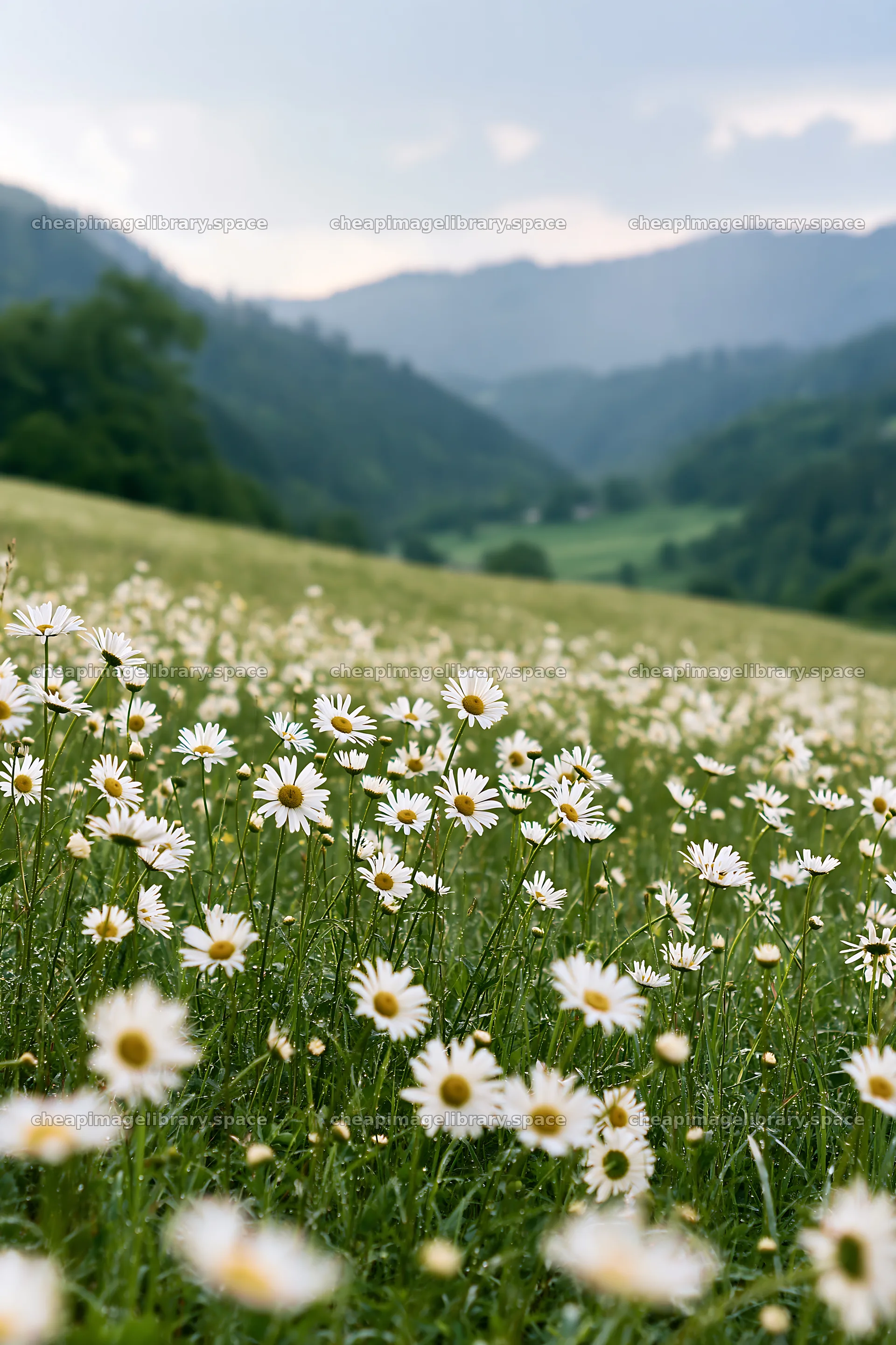 Rainy valley meadow with wildflowers and hills in distance – image library 6480x9722