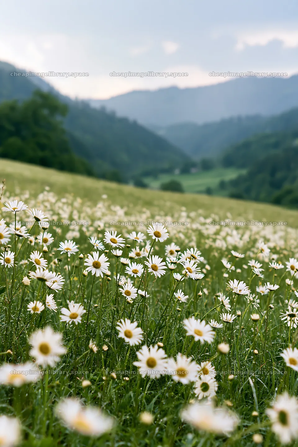 Rainy valley meadow with wildflowers and hills in distance – image library 6480x9722