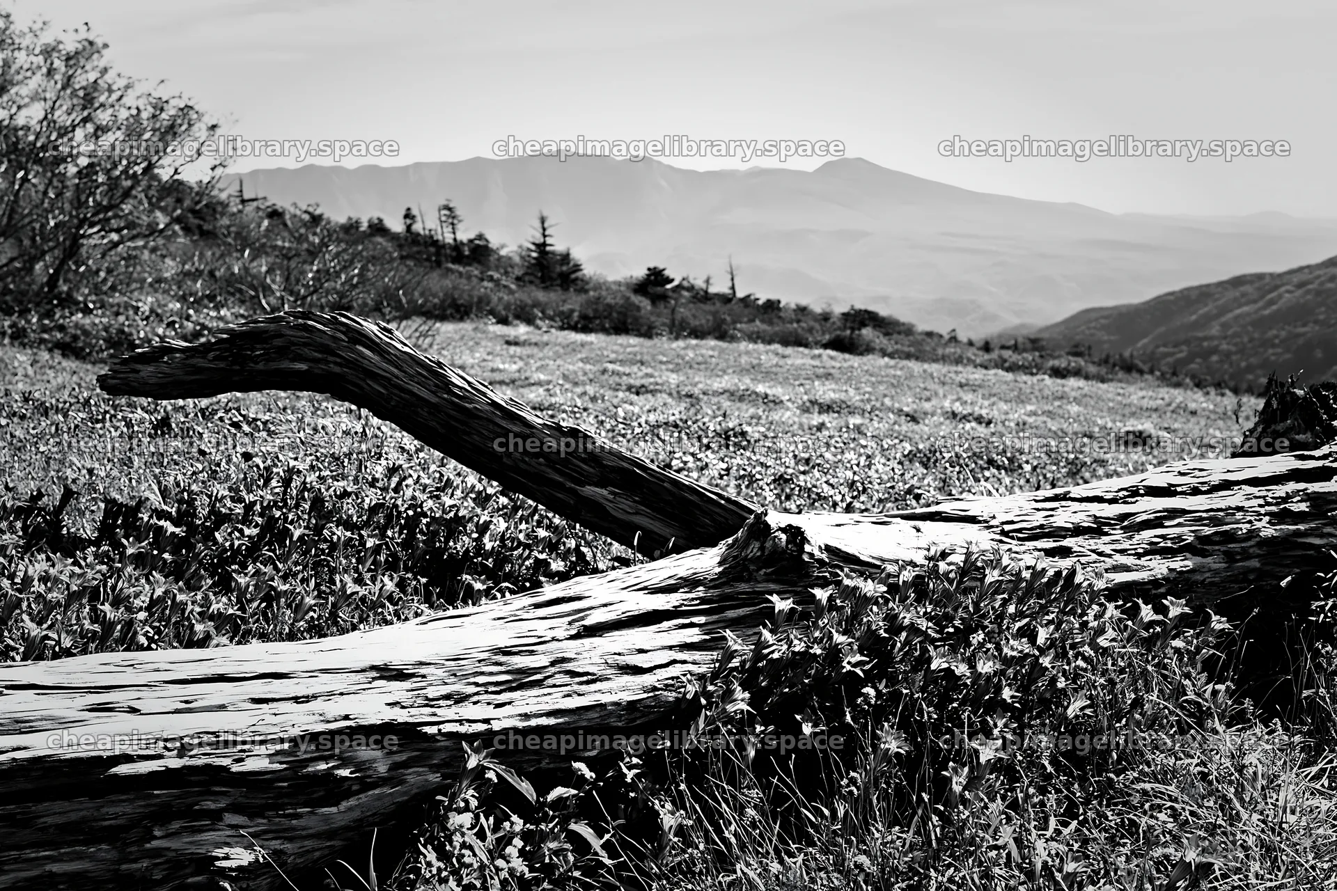 Wakayama autumn meadow weathered wood foreground – image library 9722x6480