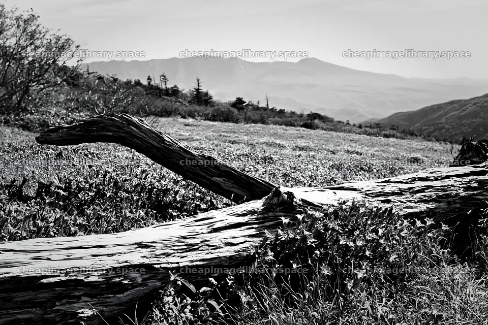 Wakayama autumn meadow weathered wood foreground – image library 9722x6480