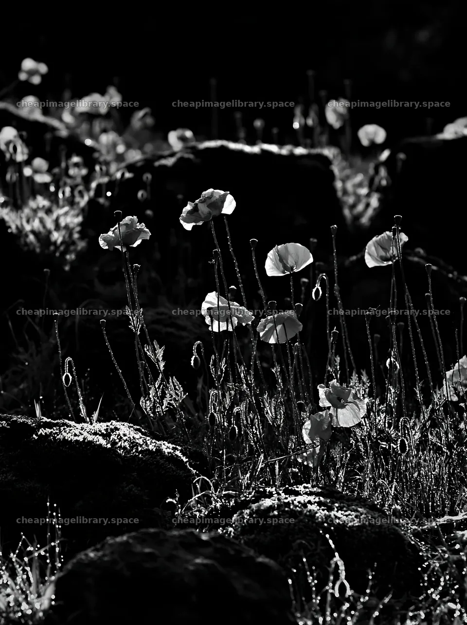 Miyagi spring recovery meadow mossy stone with flowers – image library 6866x9174