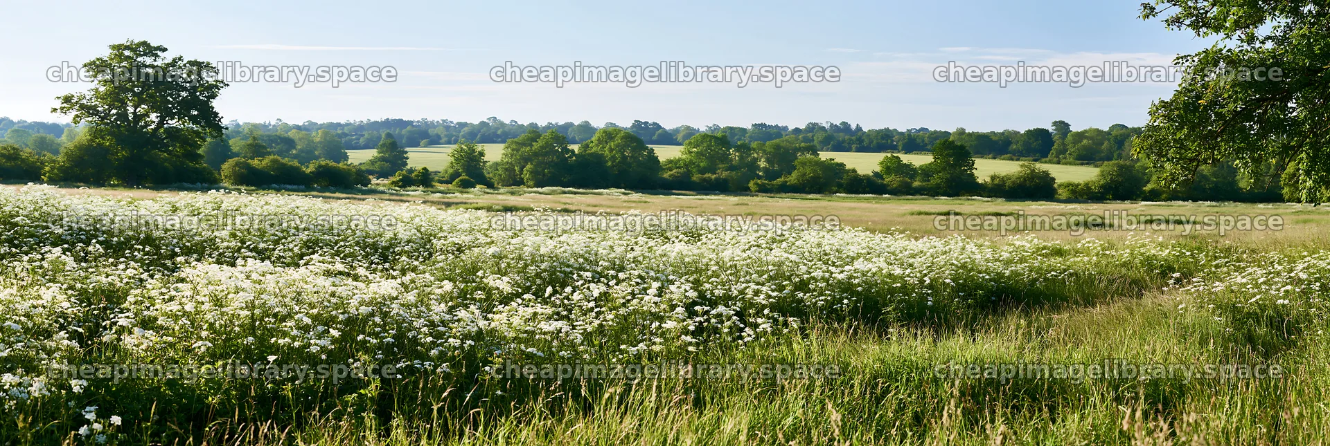 Cow parsley meadow with trees and open fields in daylight – image library 13690x4602