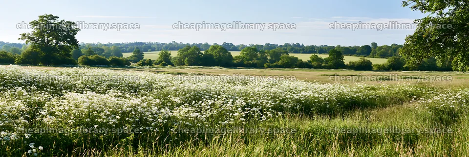 Cow parsley meadow with trees and open fields in daylight – image library 13690x4602