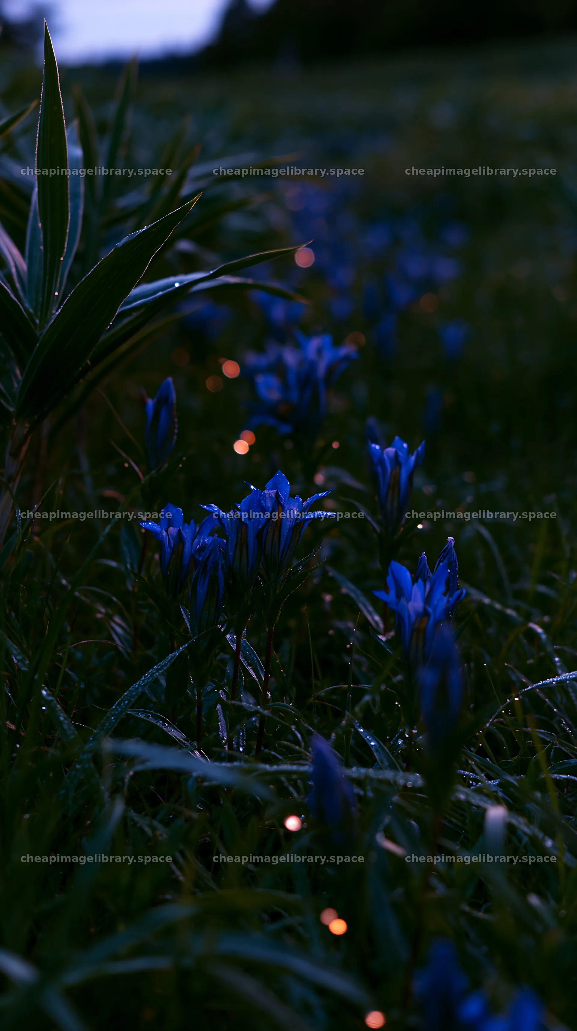 Expansive Hokkaido restoration meadow with dewdrops – image library 5938x10608