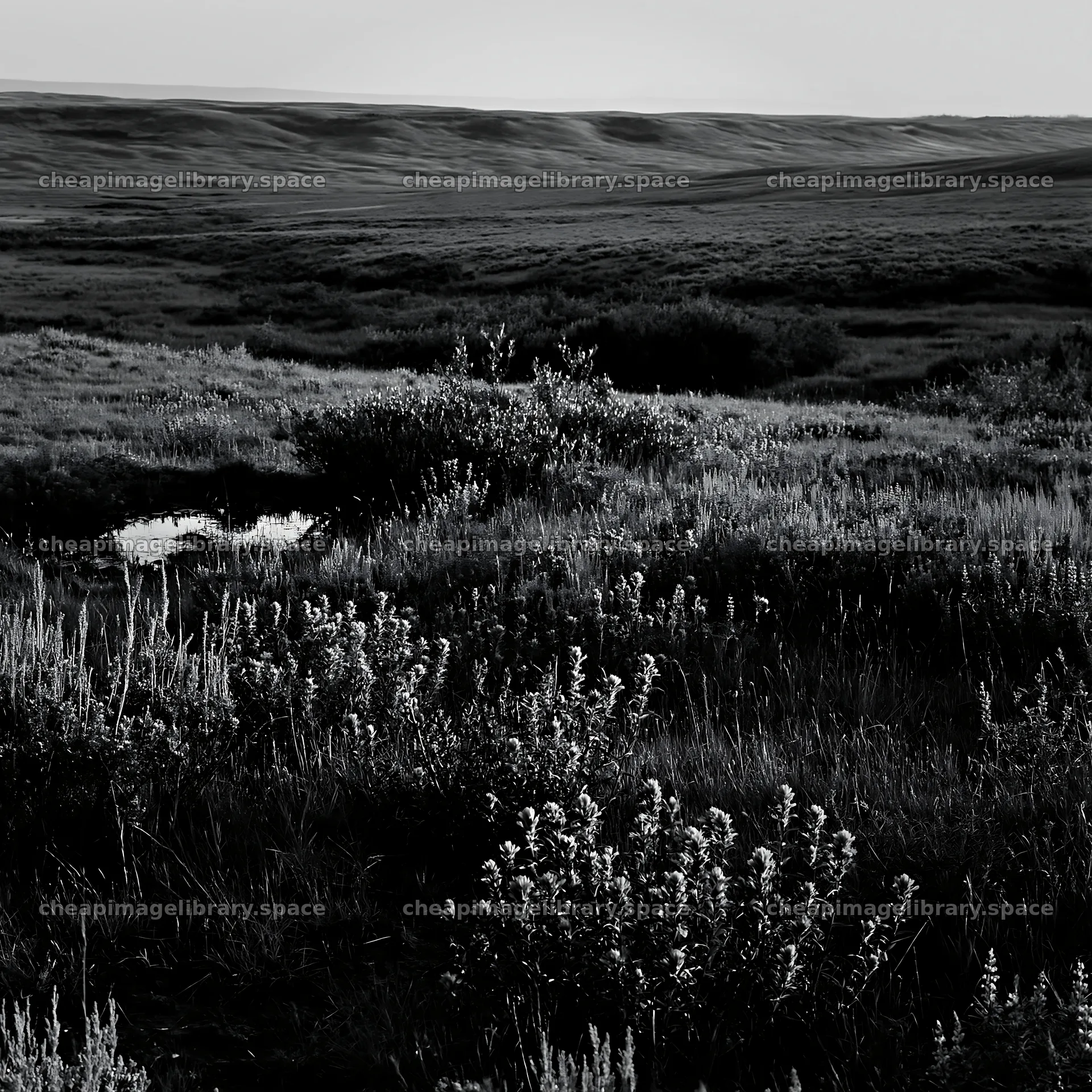 Paintbrush lupine meadow with low light across the landscape – image library 7938x7938