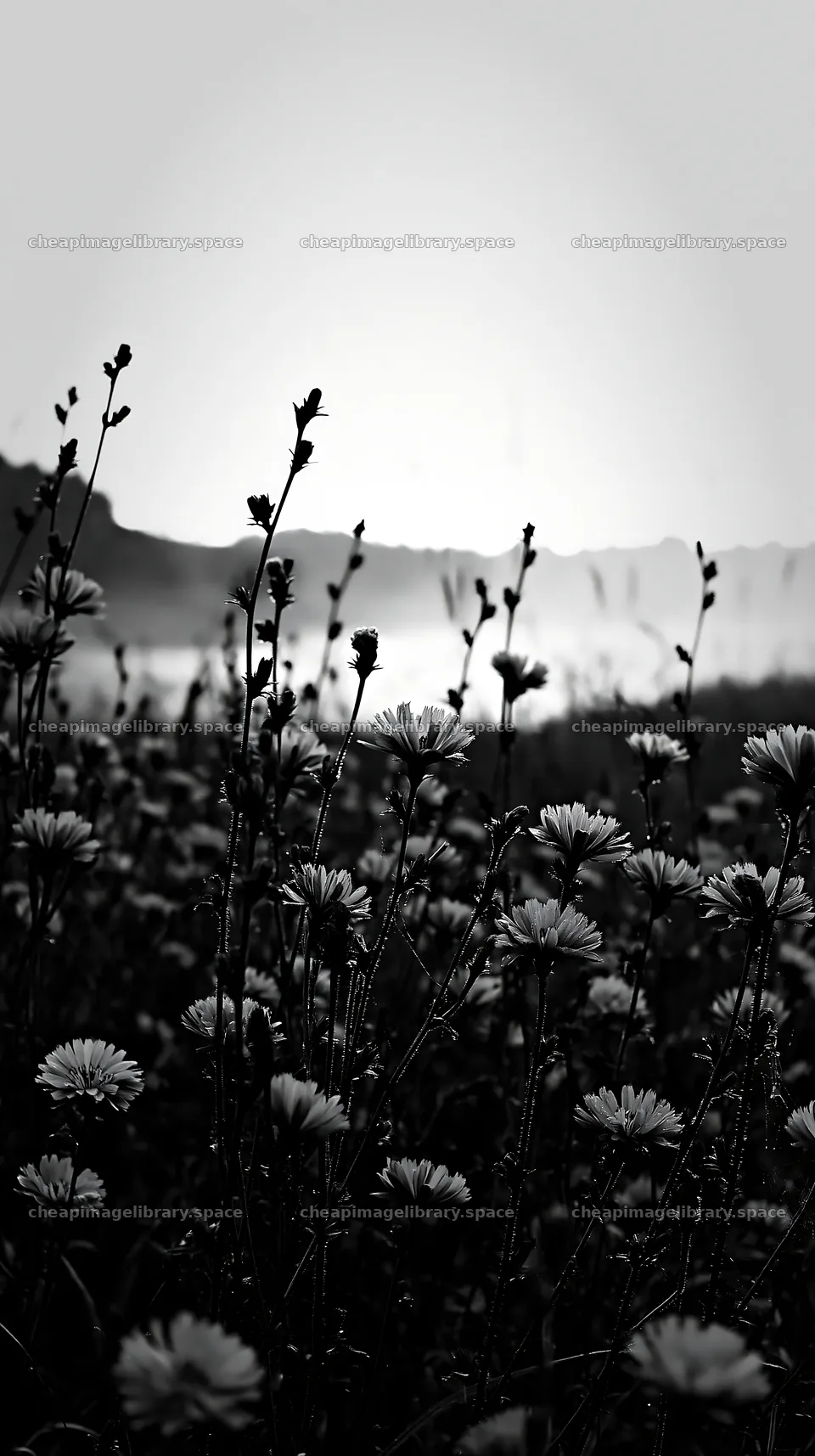 German lakeside meadow with blue flowers and soft evening light – image library 5938x10608