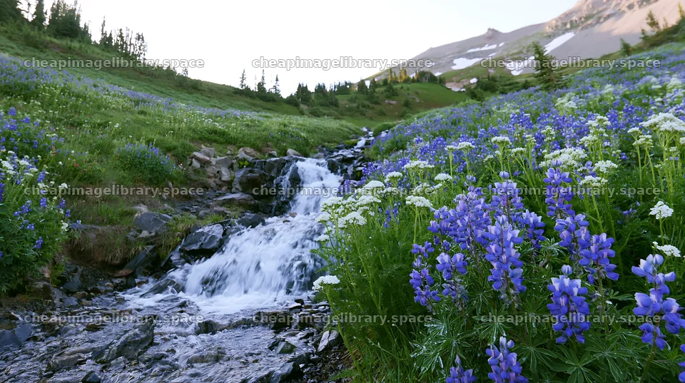Mountain flower meadow with waterfall in summer – image library 10608x5938