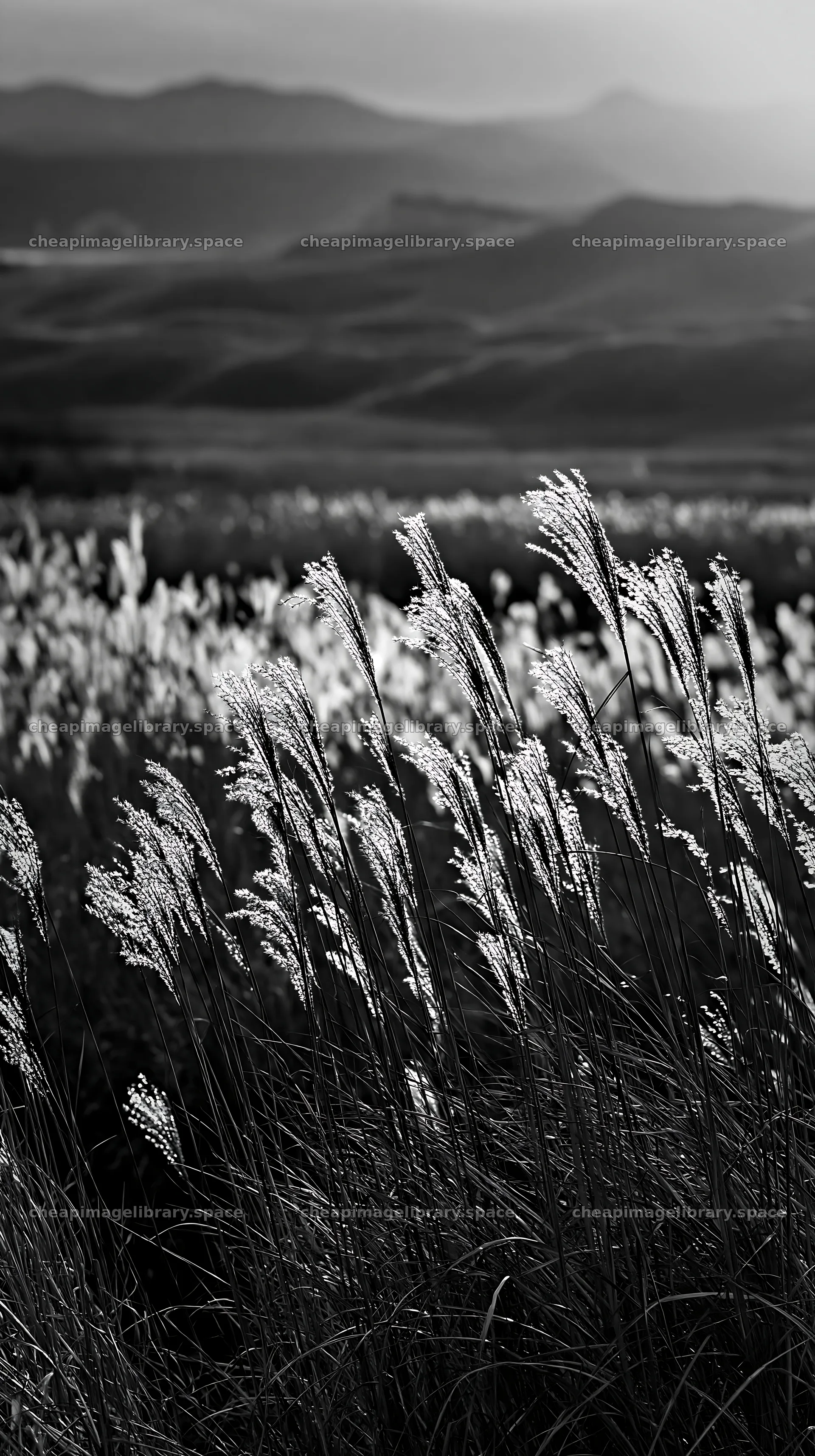Windy meadow with dune grasses in Tottori – image library 5938x10608