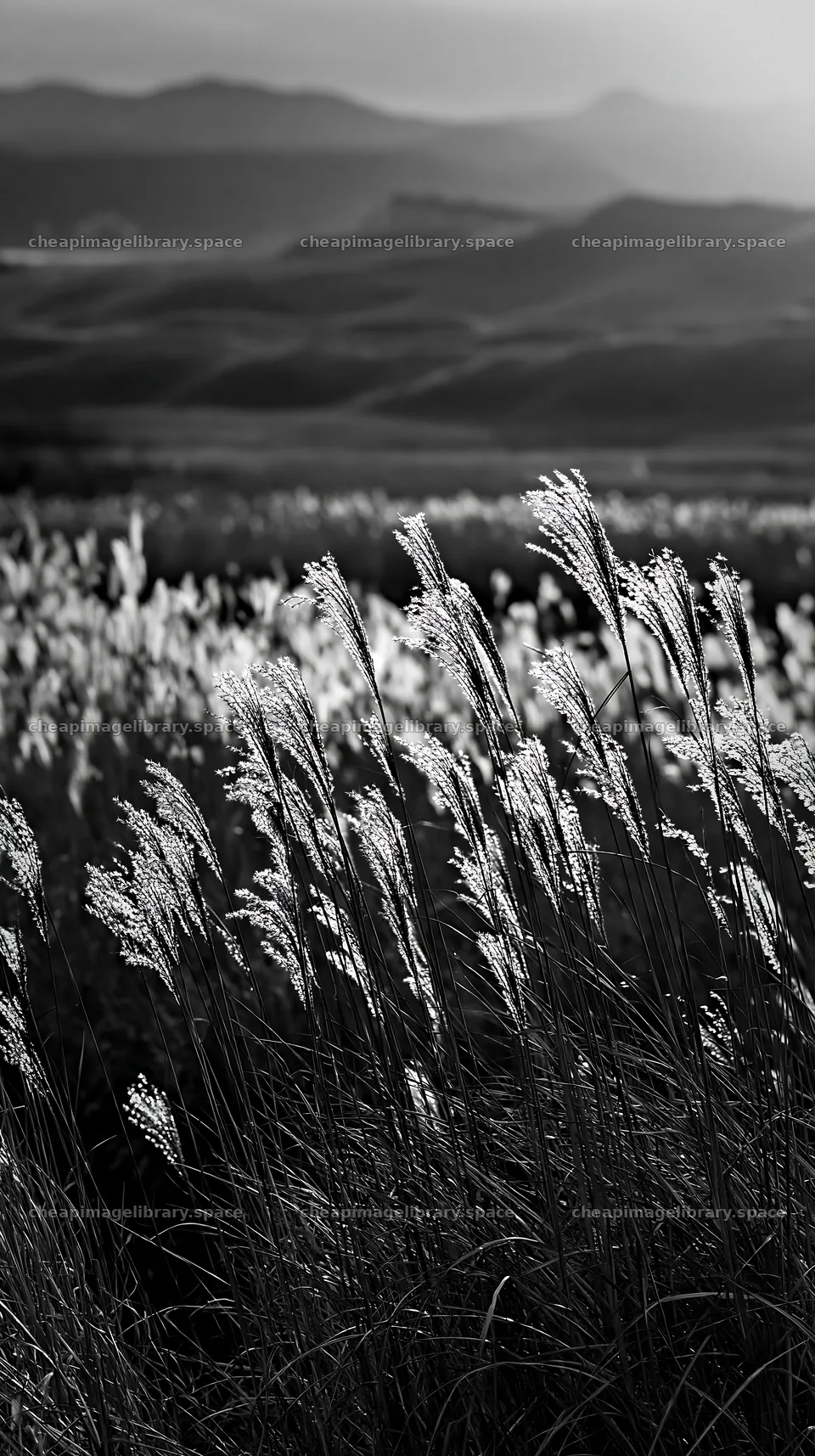 Windy meadow with dune grasses in Tottori – image library 5938x10608