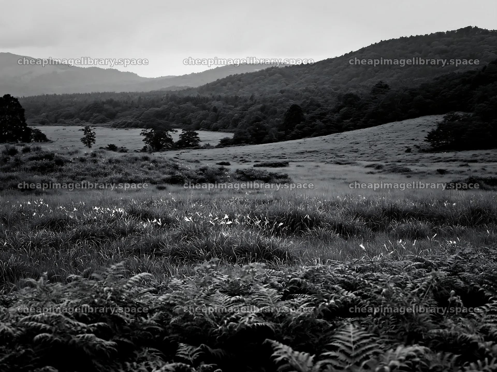 Nara summer meadow with fern foreground under cloudy sky – image library 9174x6866