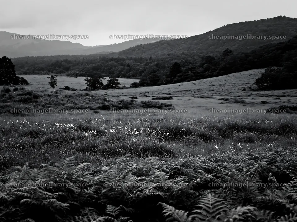 Nara summer meadow with fern foreground under cloudy sky – image library 9174x6866