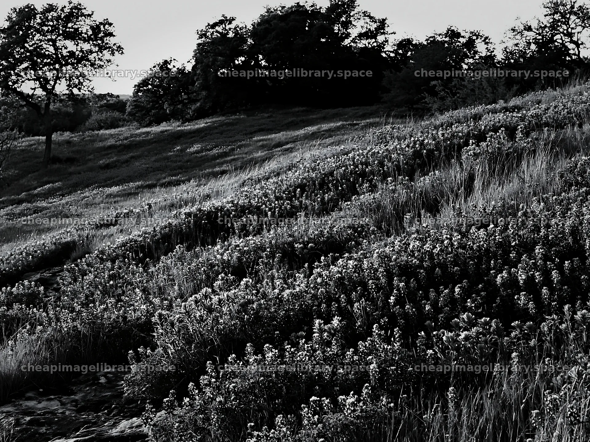 Regenerative meadow with wildflowers in black and white – image library 9174x6866