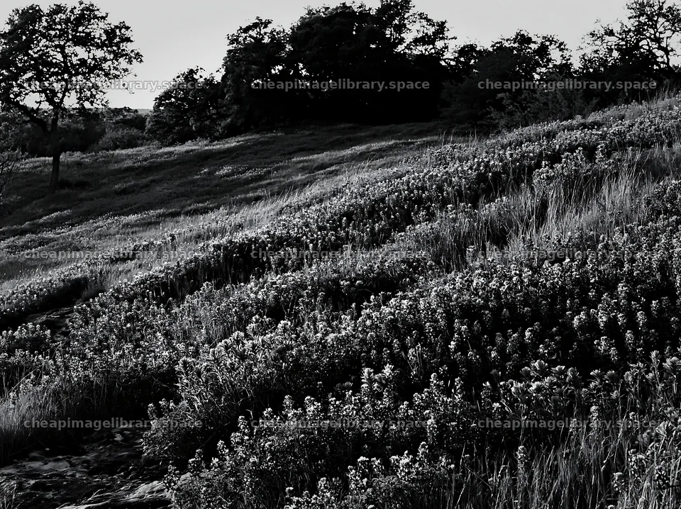 Regenerative meadow with wildflowers in black and white – image library 9174x6866