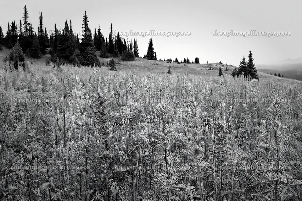 Paintbrush lupine meadow in a natural setting with trees – image library 9722x6480