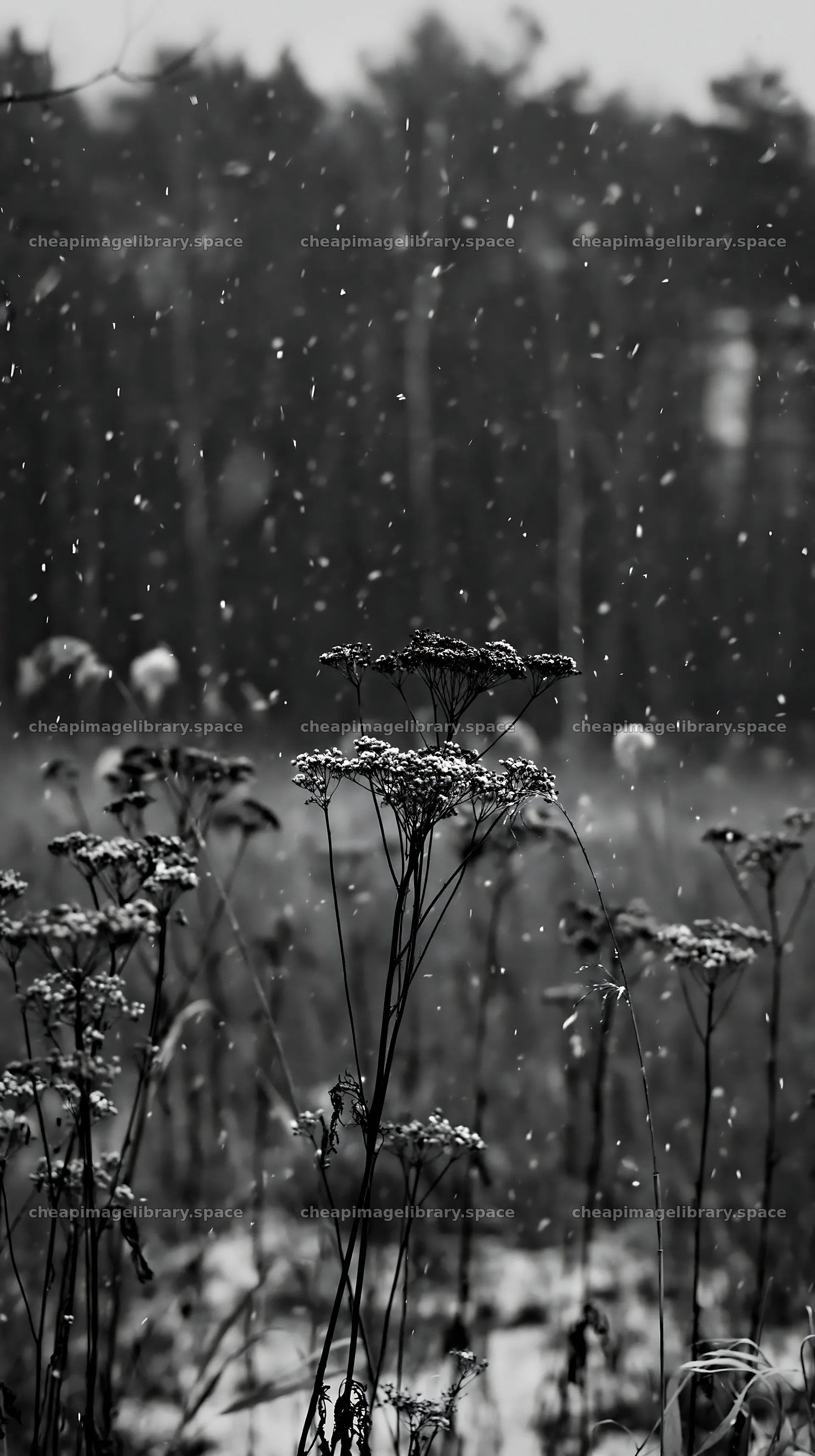 Seedhead meadow with falling snow in monochrome – image library 5938x10608