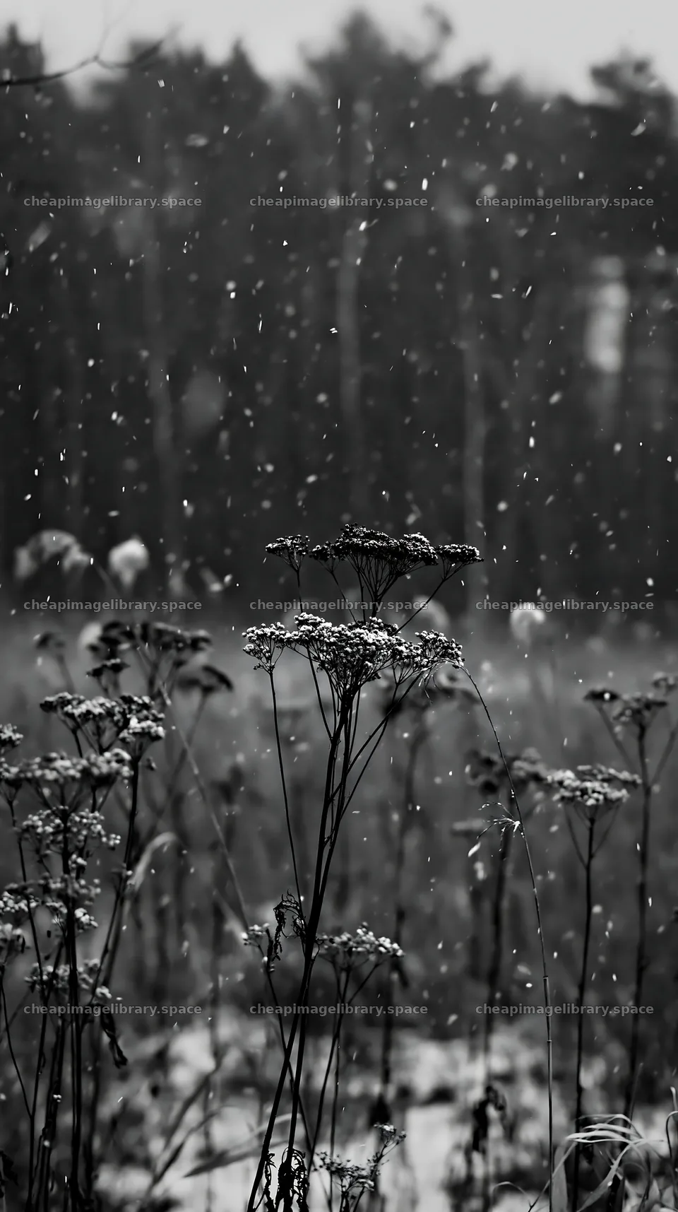 Seedhead meadow with falling snow in monochrome – image library 5938x10608