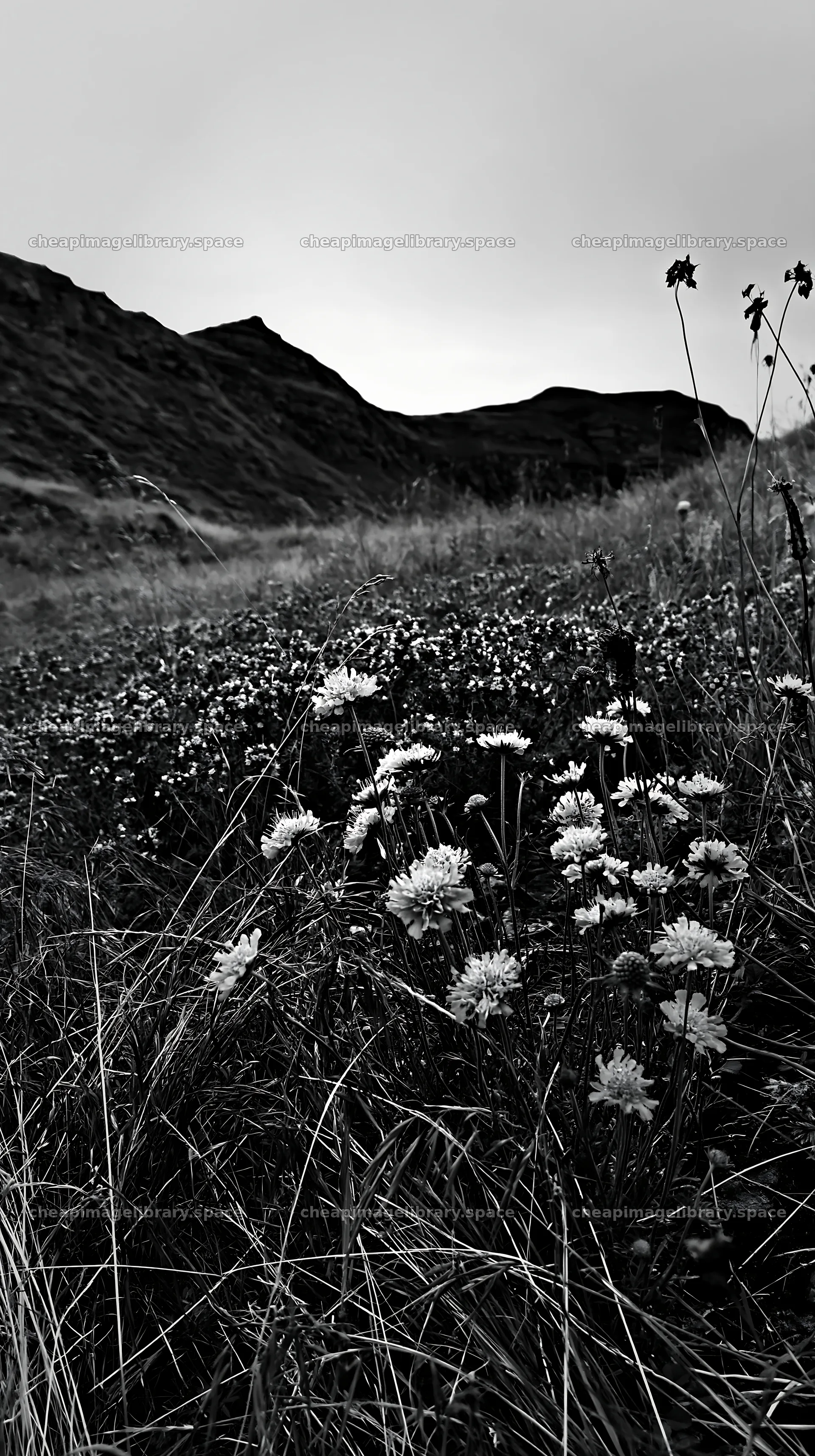 Limestone meadow with flowers on a cloudy day – image library 5938x10608