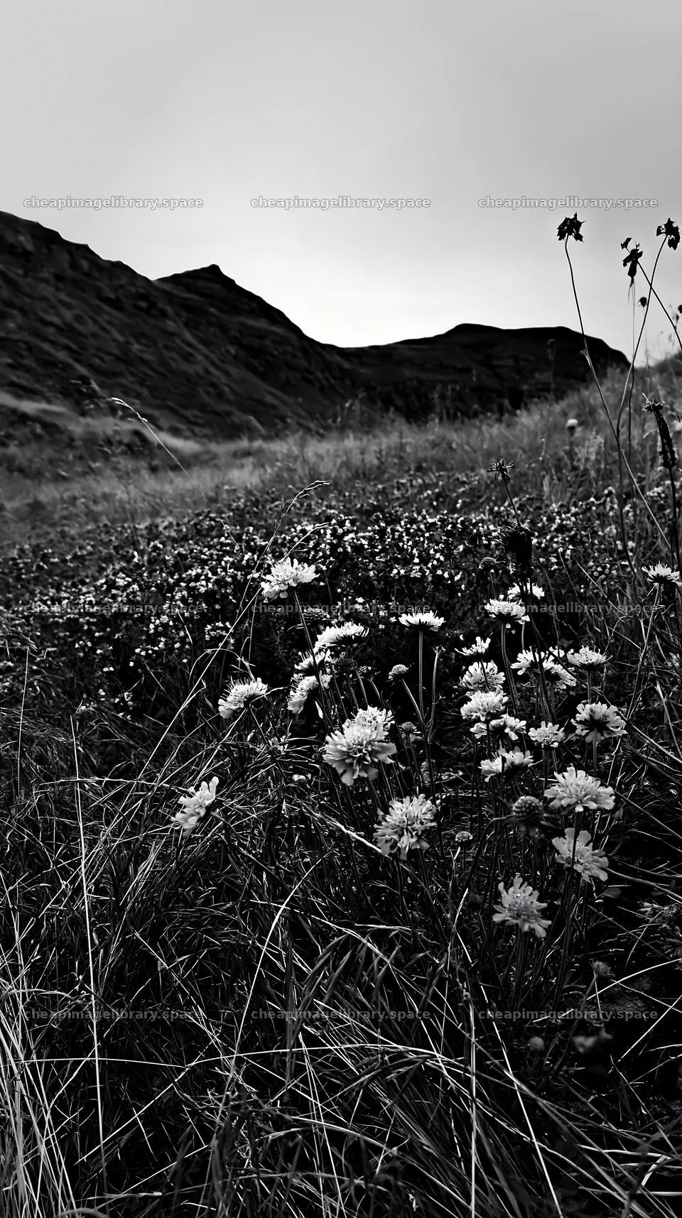Limestone meadow with flowers on a cloudy day – image library 5938x10608