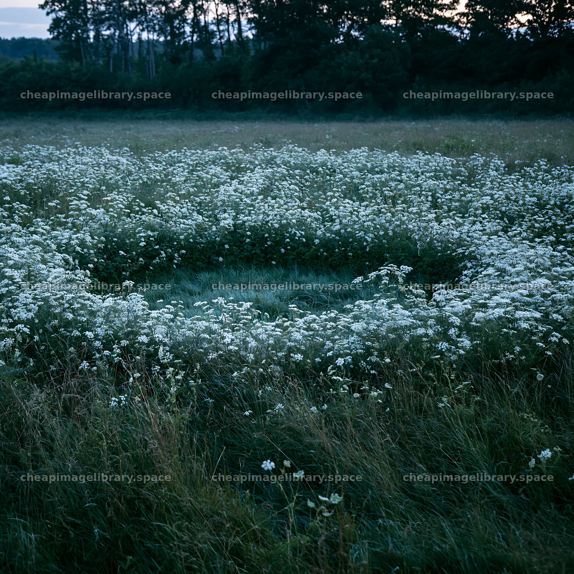 Cow parsley meadow surrounded by tall grass – image library 7938x7938