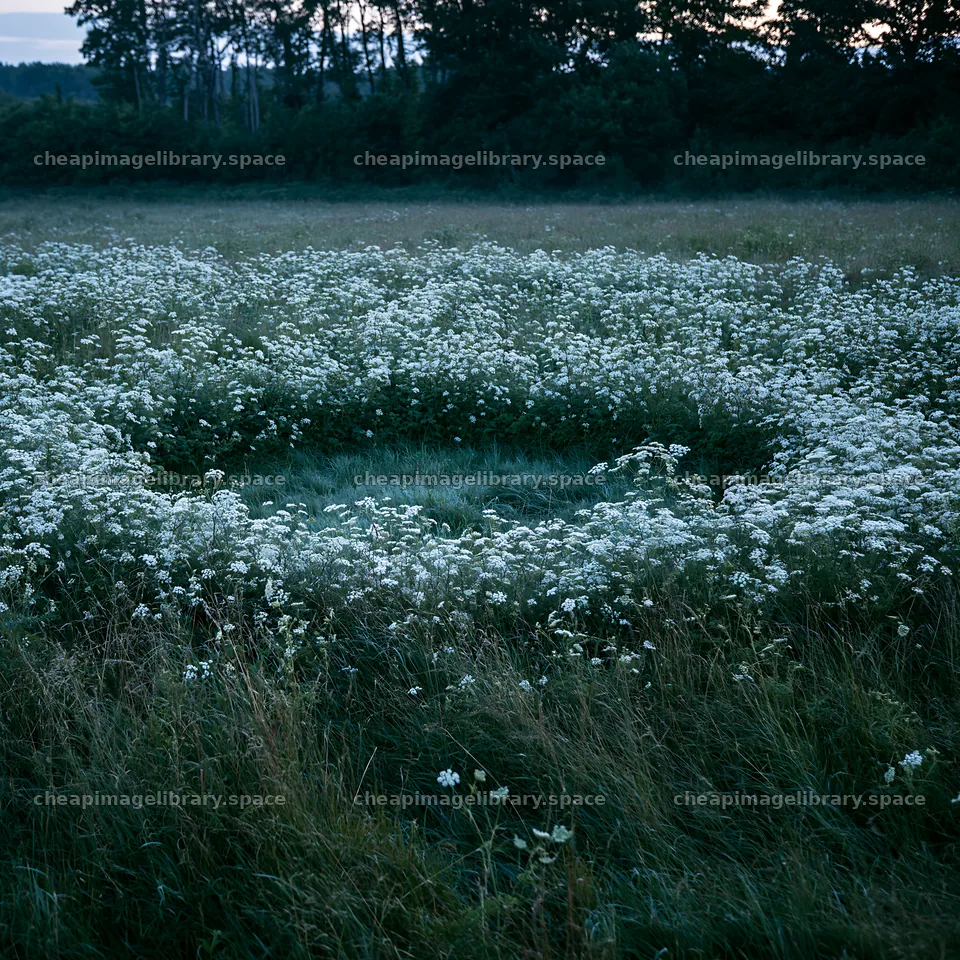 Cow parsley meadow surrounded by tall grass – image library 7938x7938