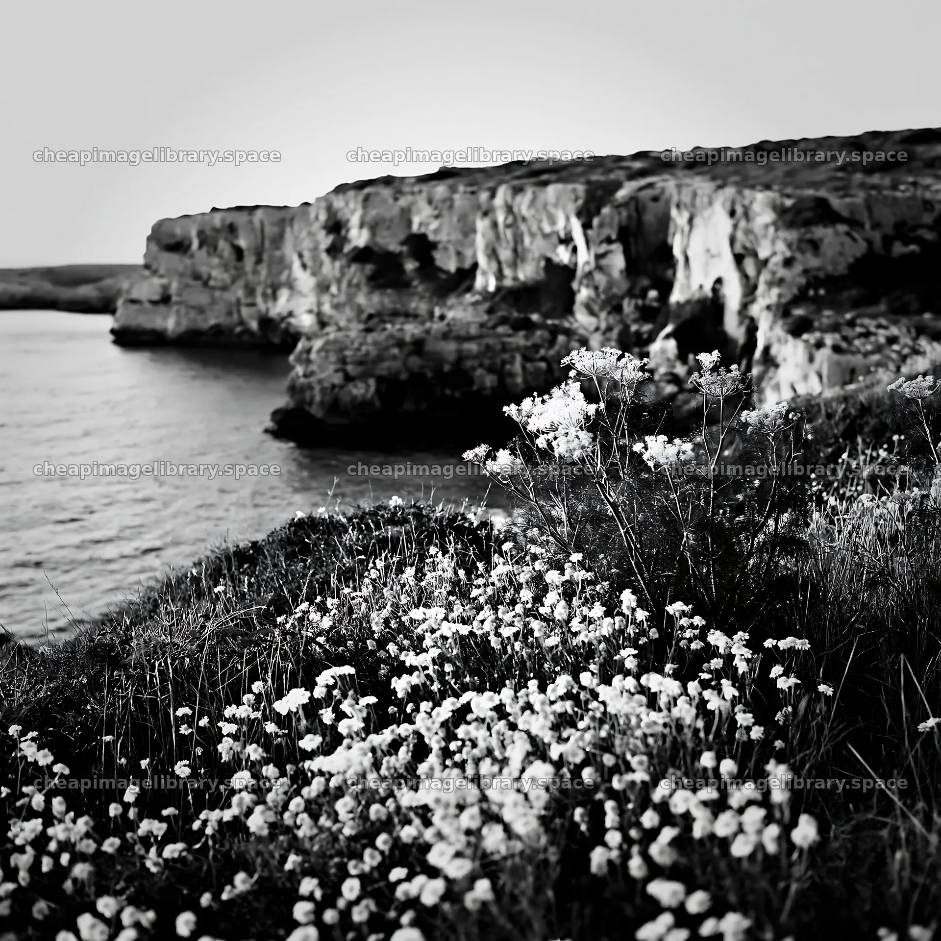 Coastal meadow cliffs with yellow flowers by the sea – image library 7938x7938