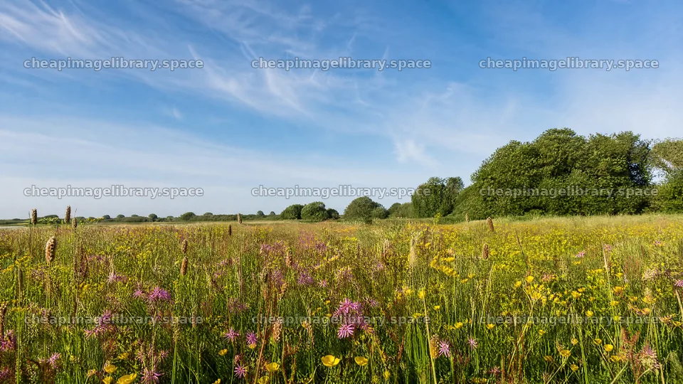 Biodiverse meadow with wildflowers and clear blue sky – image library 10584x5952