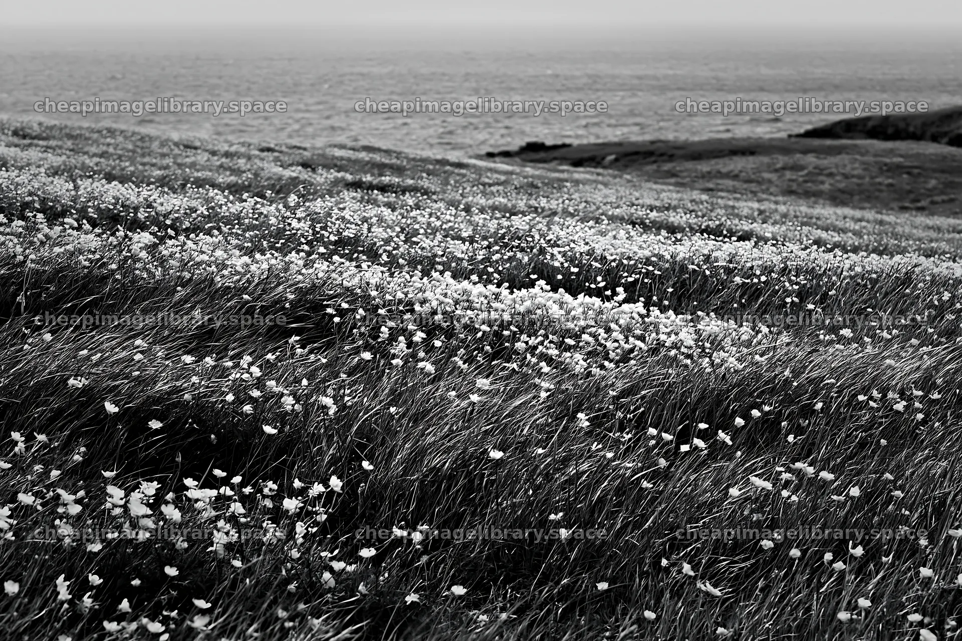 Buttercup meadow along the coast with flowers and ocean view – image library 9722x6480