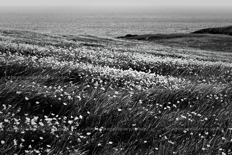 Buttercup meadow along the coast with flowers and ocean view – image library 9722x6480