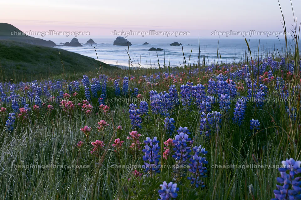 Beachside flower meadow with pink and blue flowers at dusk – image library 9722x6480