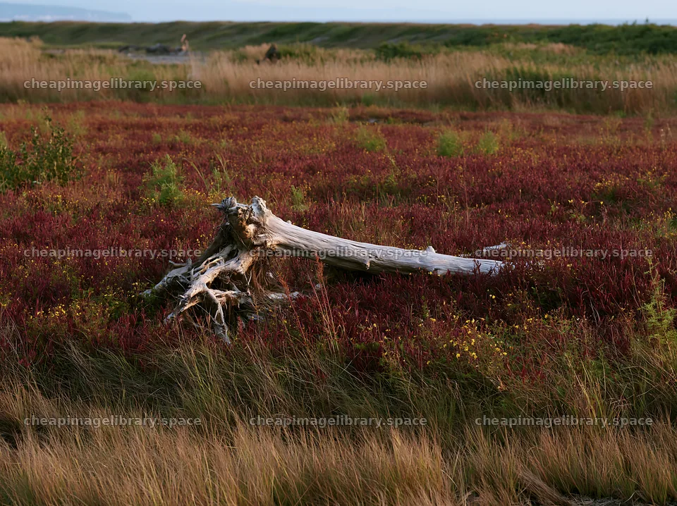 Chiba coastal climate meadow with driftwood in foreground – image library 9174x6866
