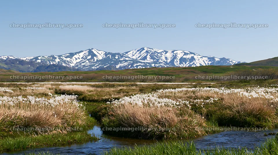 Akita snowmelt meadow with silver grasses under clear blue sky – image library 10608x5938