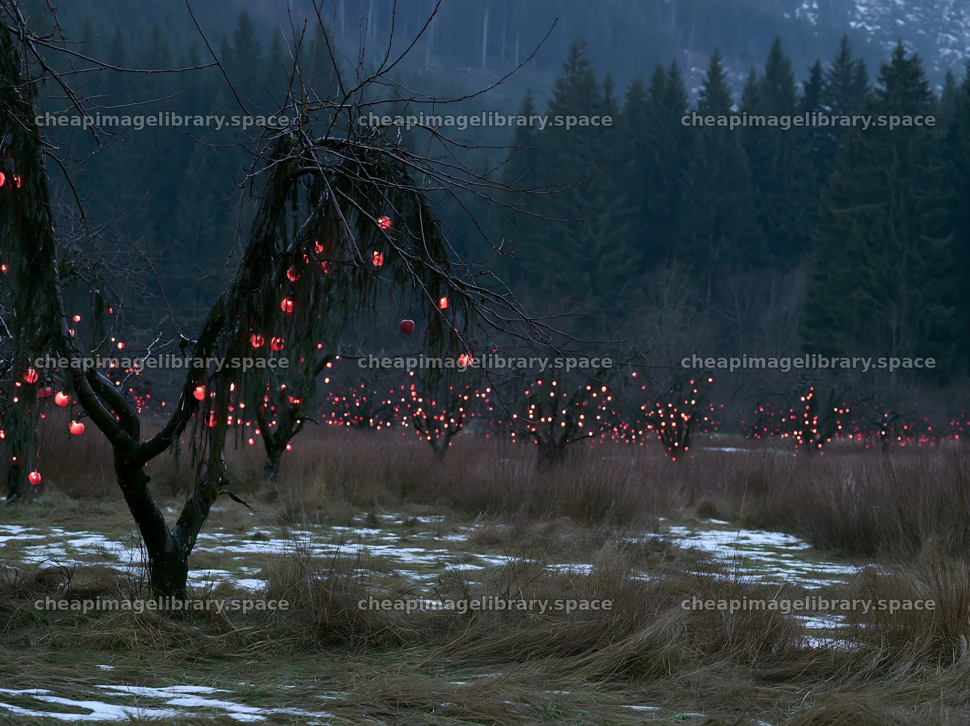 Apple trees with red garlands in Christmas meadow at dusk – image library 9174x6866