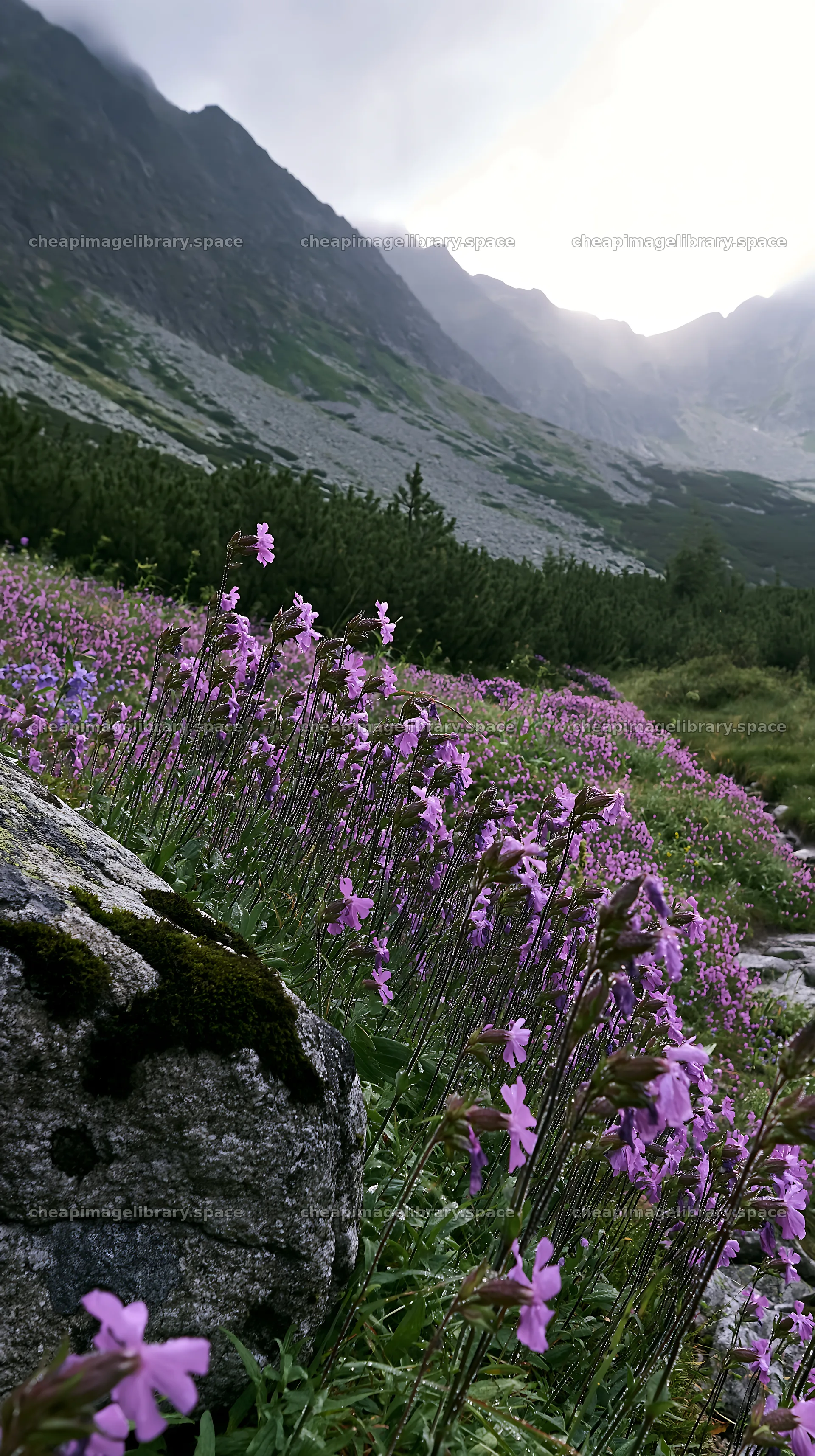 Campion bellflower meadow with mountains in background – image library 5938x10608