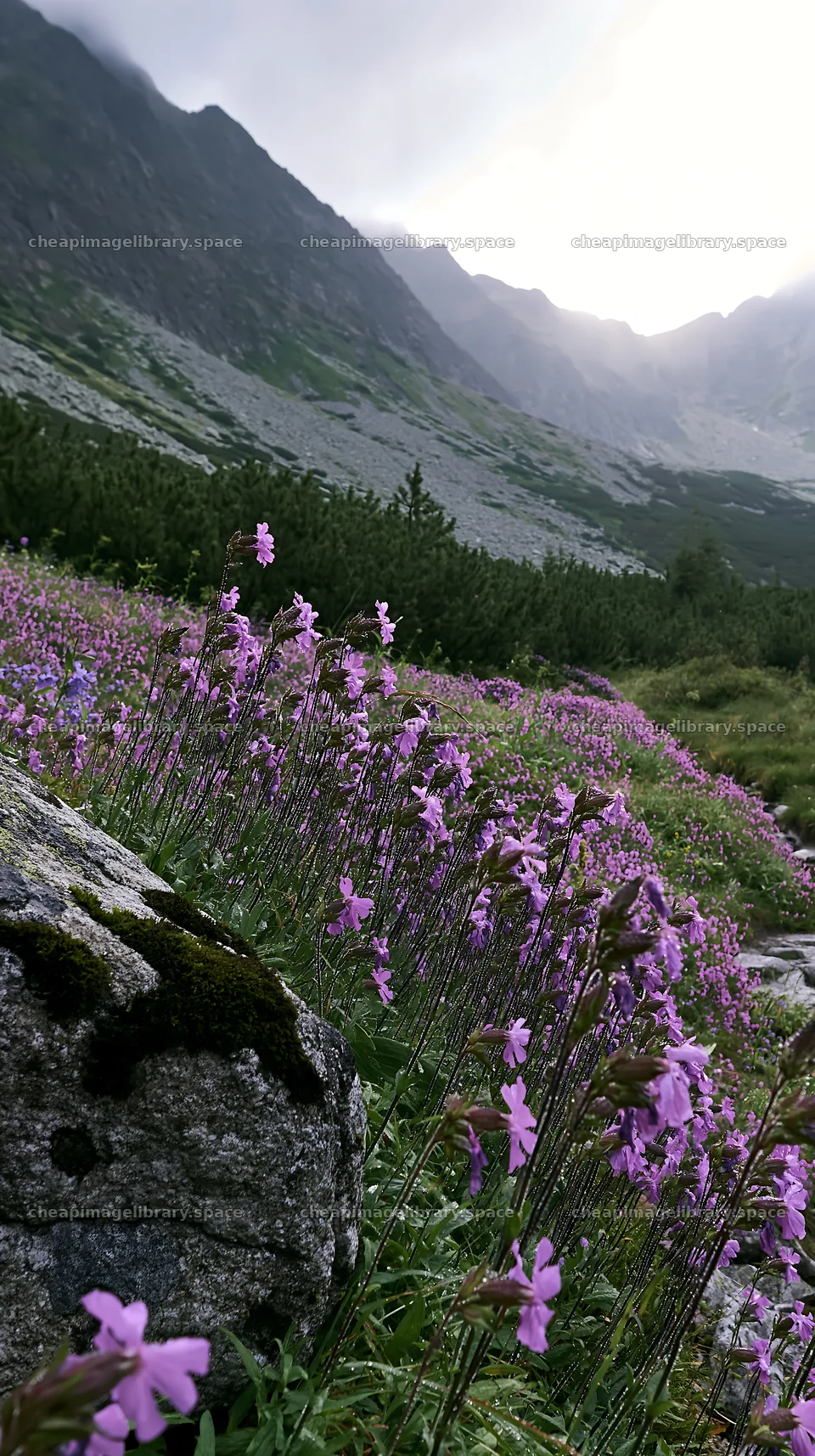 Campion bellflower meadow with mountains in background – image library 5938x10608