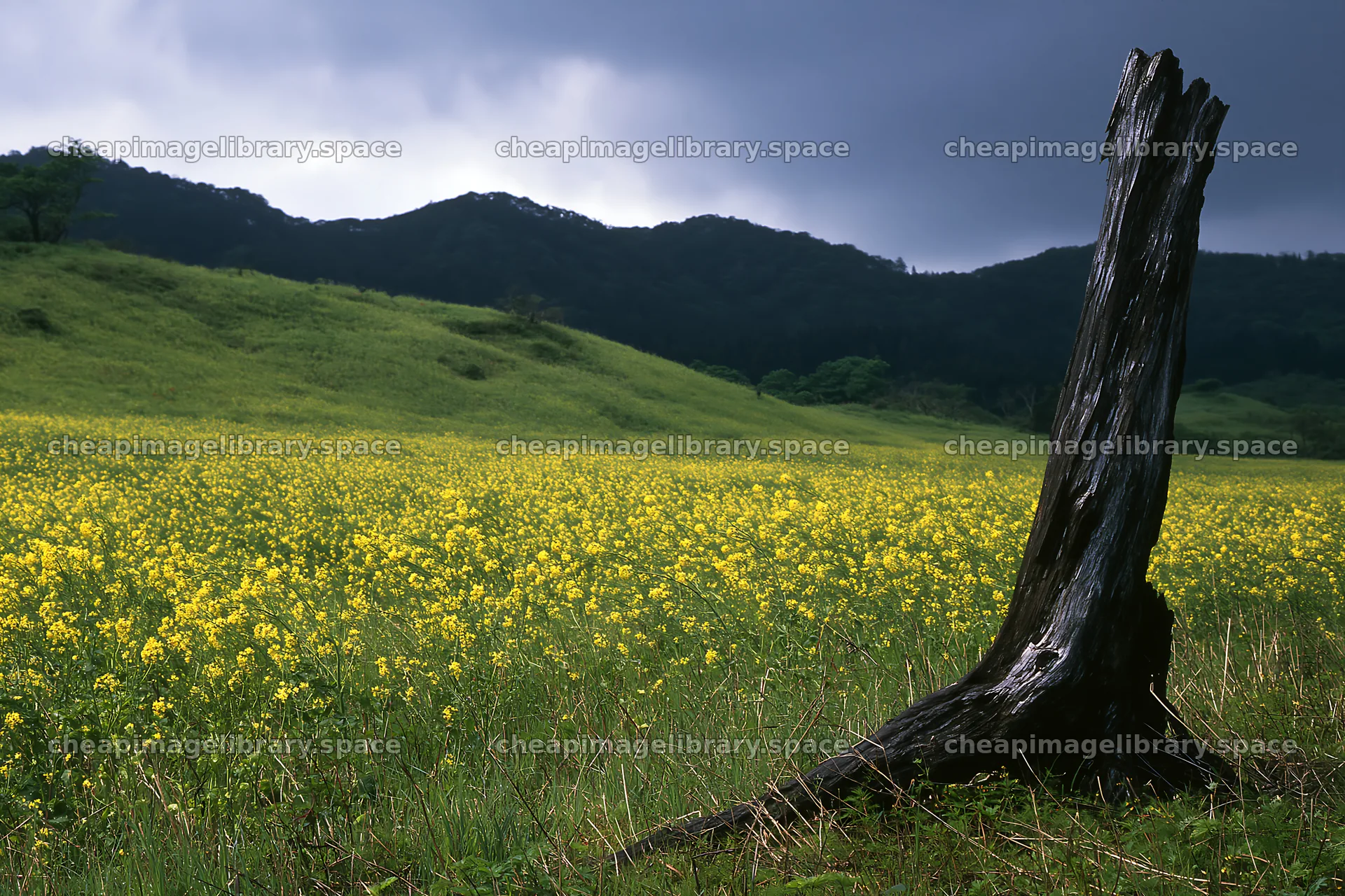 Ishikawa coastal meadow storm washed driftwood in a field – image library 9722x6480