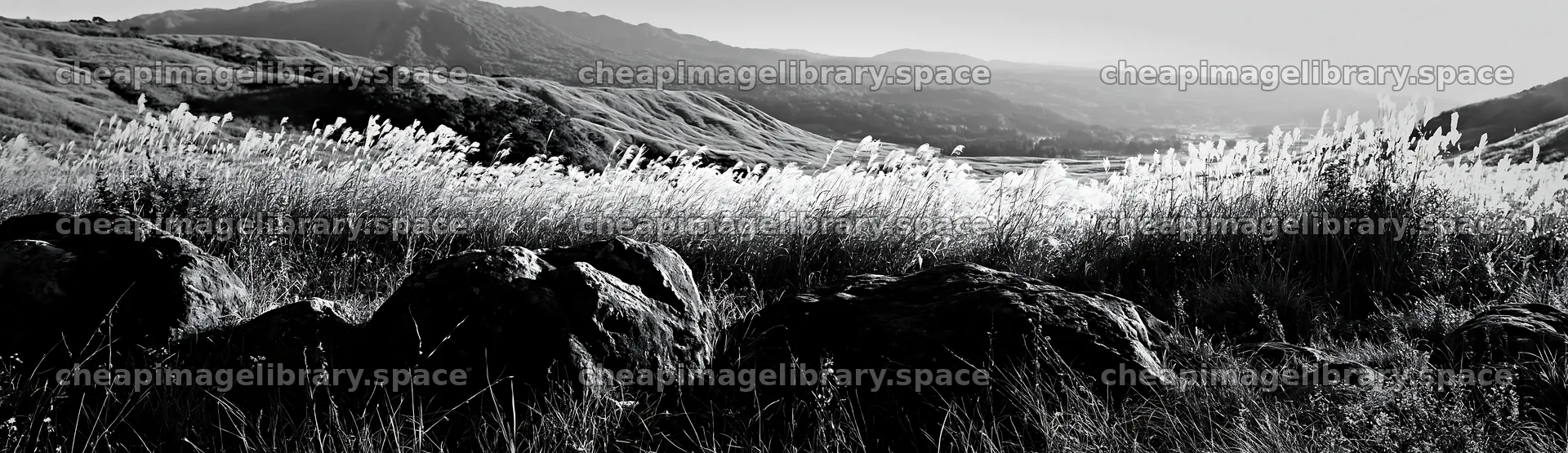 Rewilded Akita silver grass meadow stones in black and white – image library 14762x4268