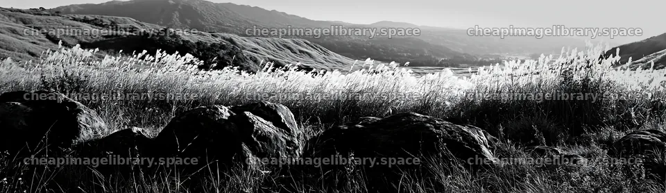 Rewilded Akita silver grass meadow stones in black and white – image library 14762x4268