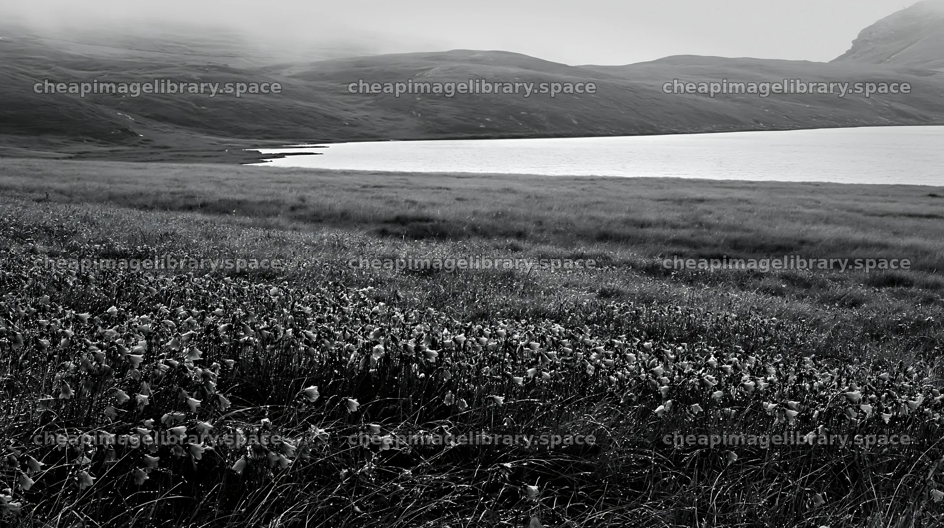 Swiss meadow beside alpine lake with mountains in background – image library 10608x5938